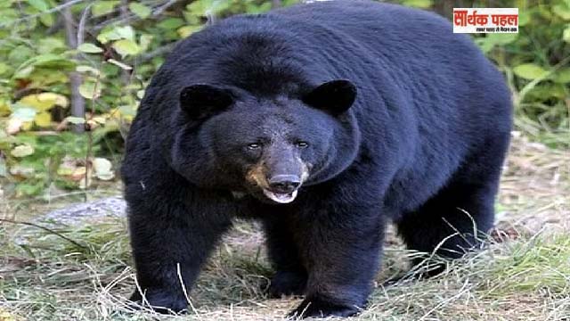 खिर्सू में अग्निवीर भर्ती की तैयारी के लिए निकले युवकों पर भालू ने किया हमला, बुरी तरह हुए घायल